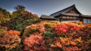 fall leaves in Japan 