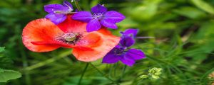 flowers