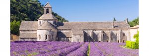 provence_Lavender_field_Cistercian_Abbey
