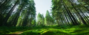 forest