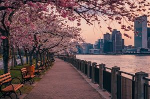East River on Roosevelt Island