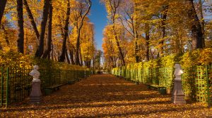fall leaves in Russia 