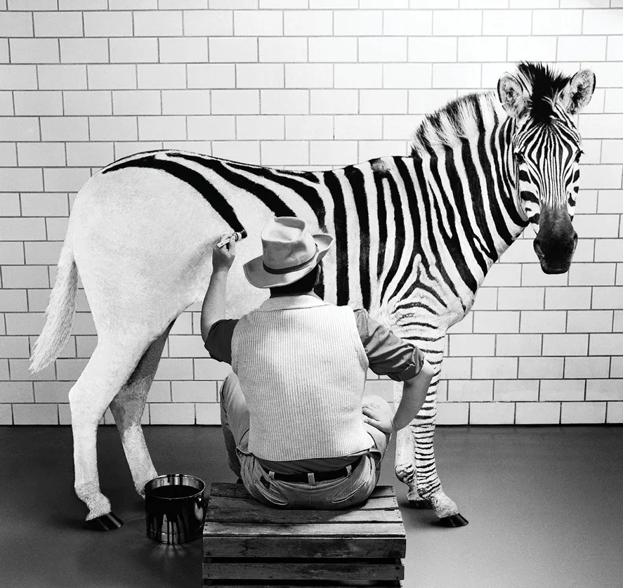 Zebra-img